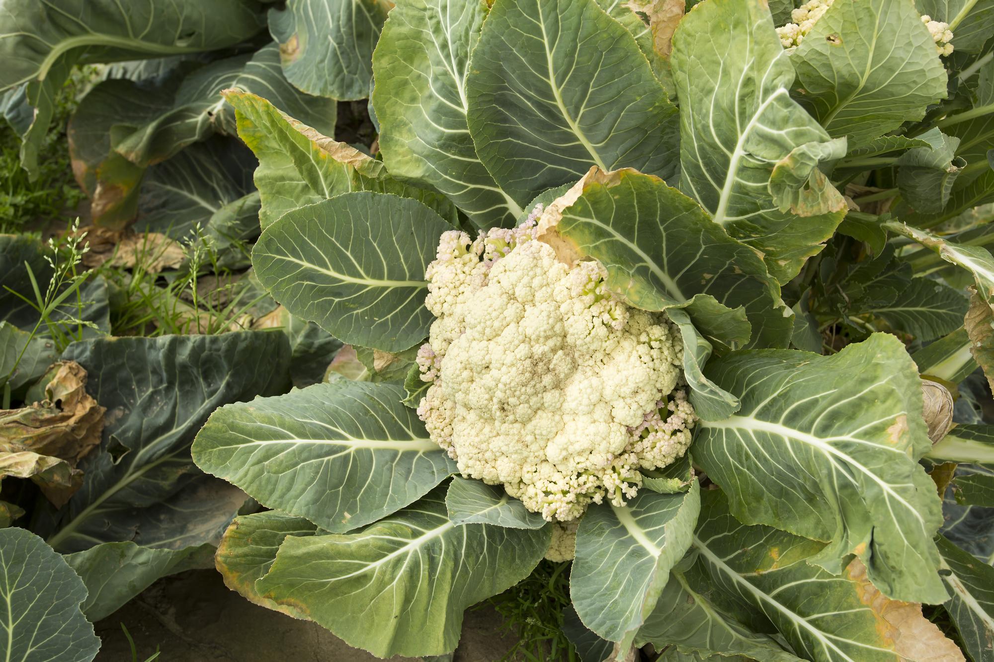 Quelles conditions pour bien cultiver des choux-fleurs ?