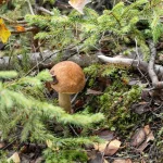 cepe des pins forêt