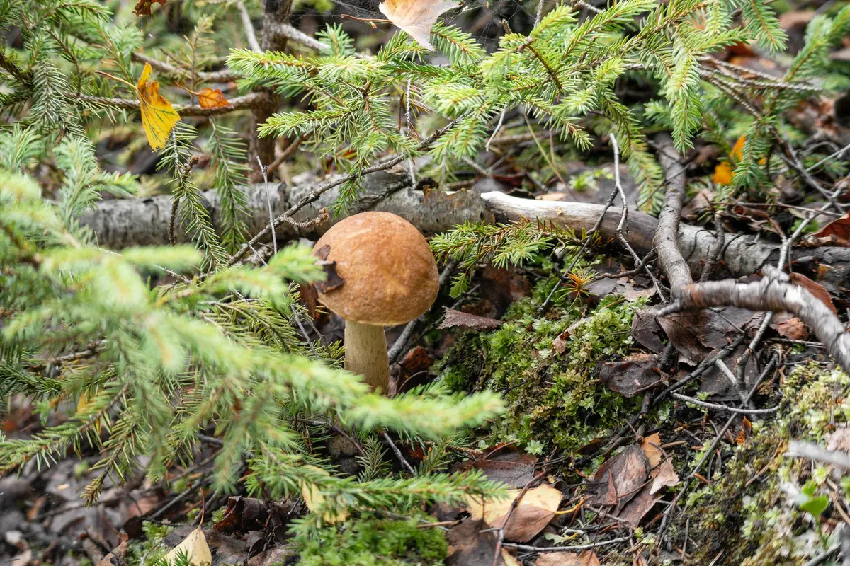 cepe des pins forêt