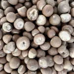 champignons petit gris