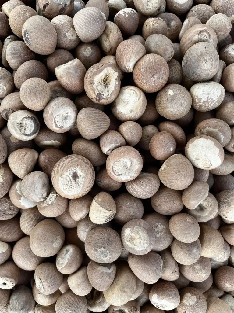 champignons petit gris