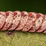chenille urticante peau