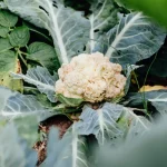chou fleur potager