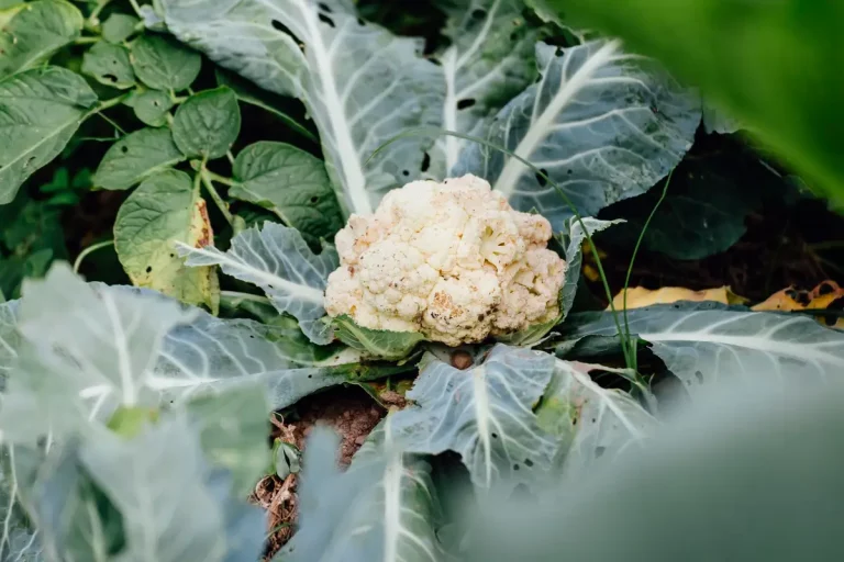 chou fleur potager