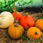 citrouilles potager