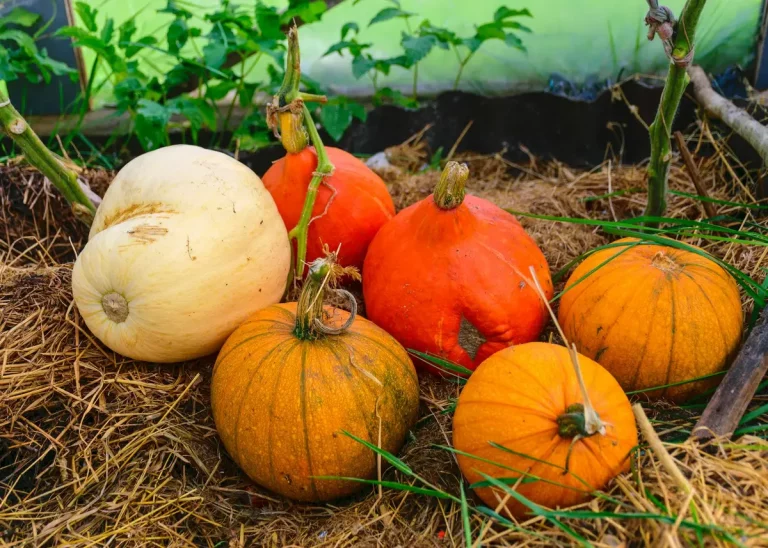 citrouilles potager