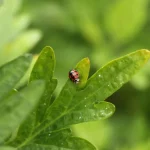 coccinelle pucerons feuille