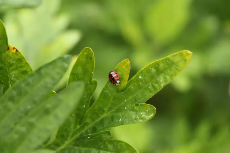 coccinelle pucerons feuille