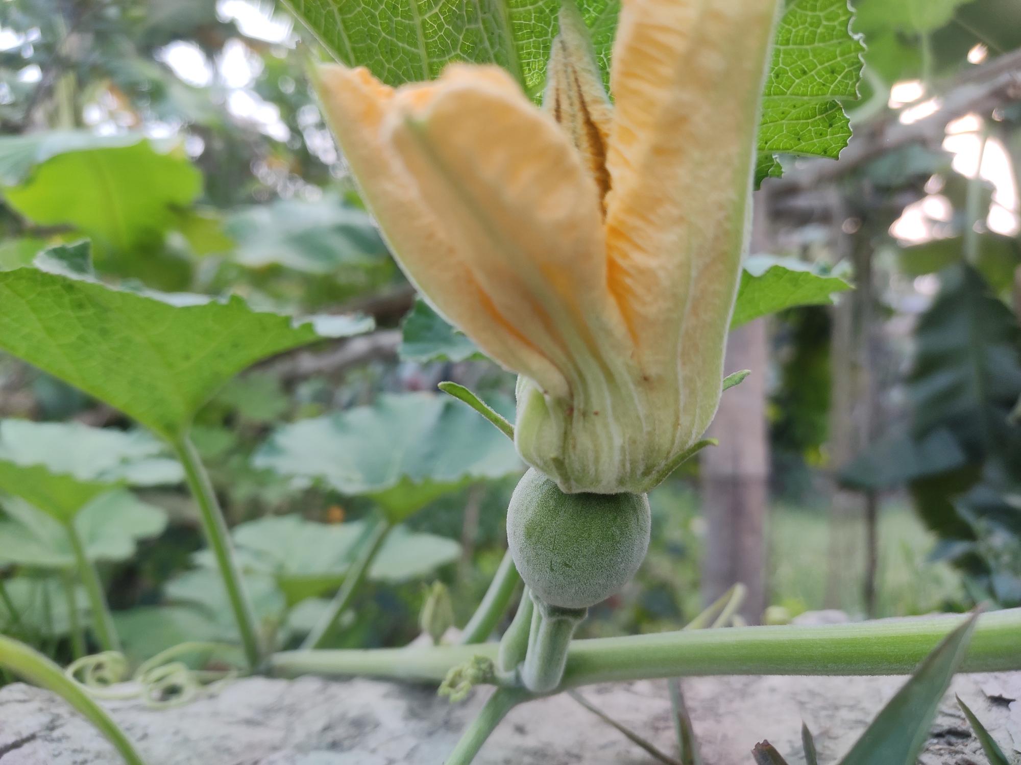 Quelle courge spaghetti choisir selon ton potager ?
