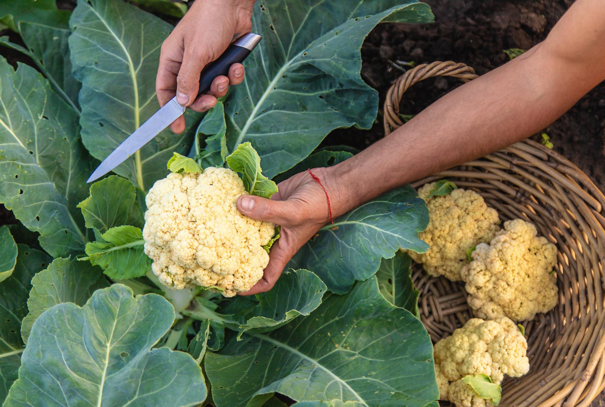 Avec quels légumes associer les choux-fleurs ?