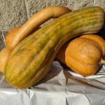 courge spaghetti potager