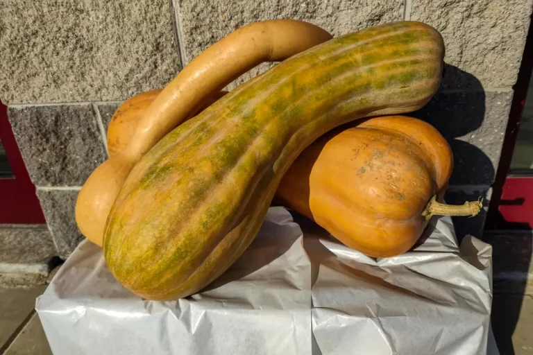 courge spaghetti potager