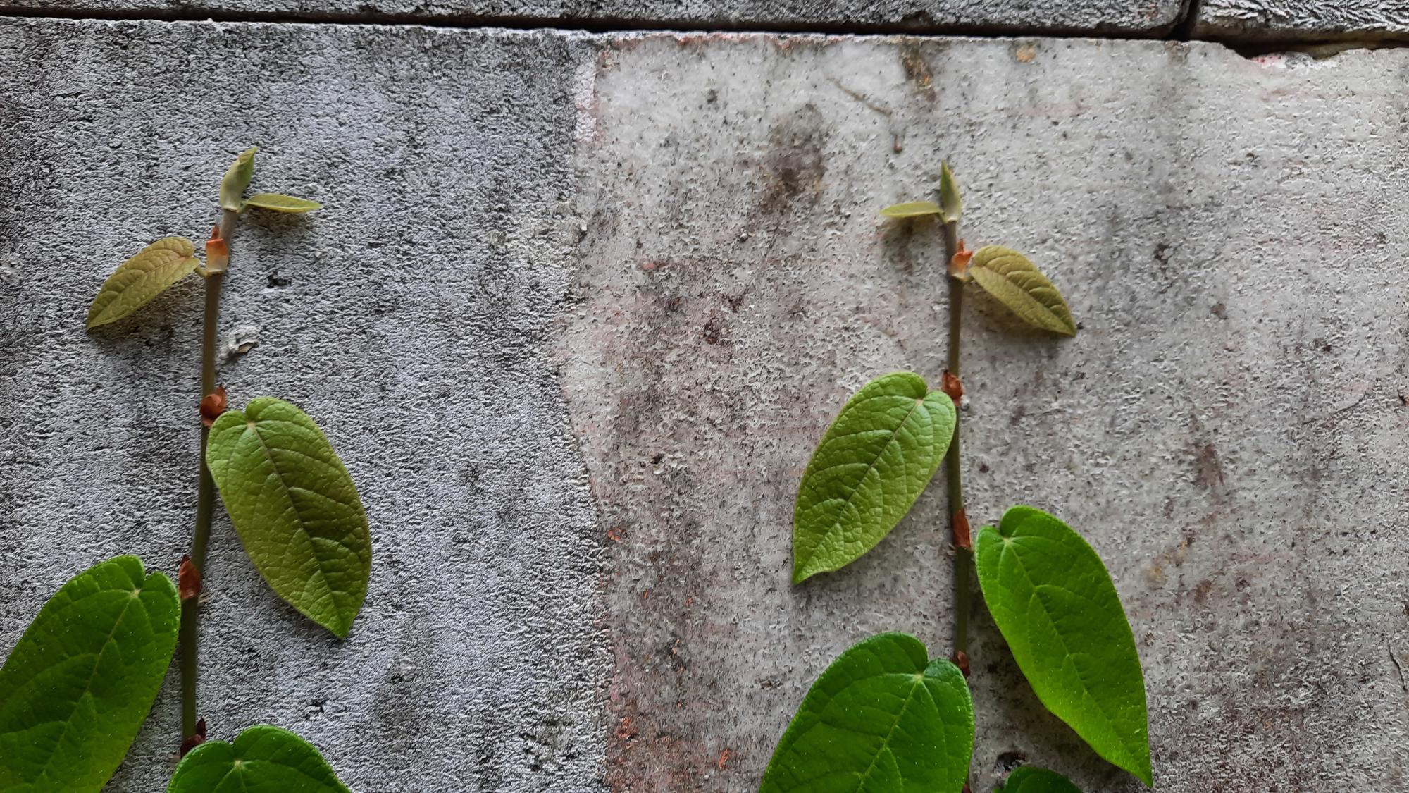 Quels signes montrent que la plante va mal ?