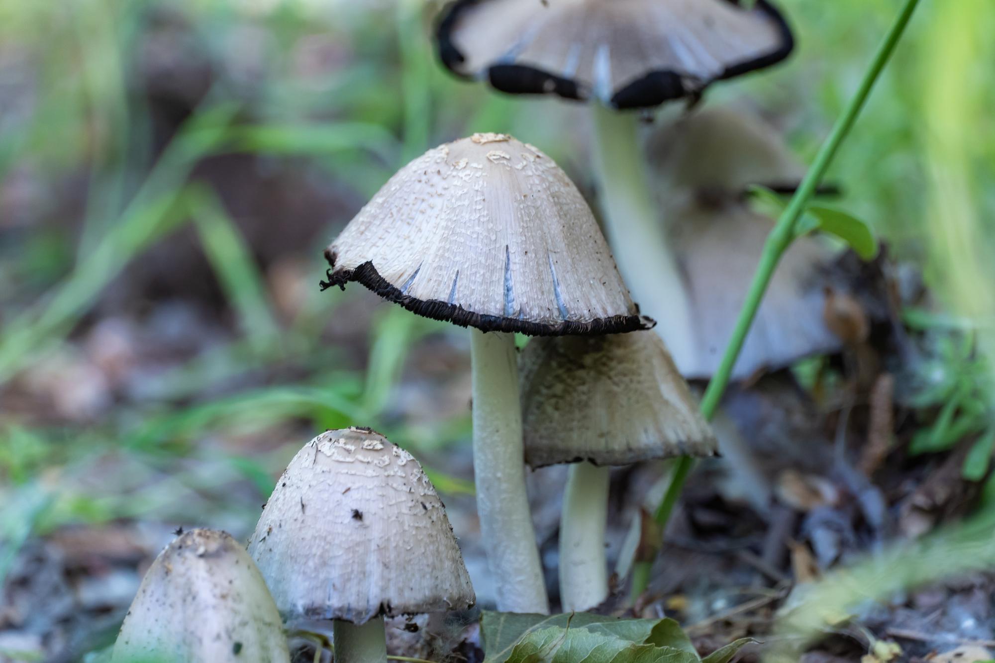 Les petits gris sont-ils de bons champignons comestibles ?