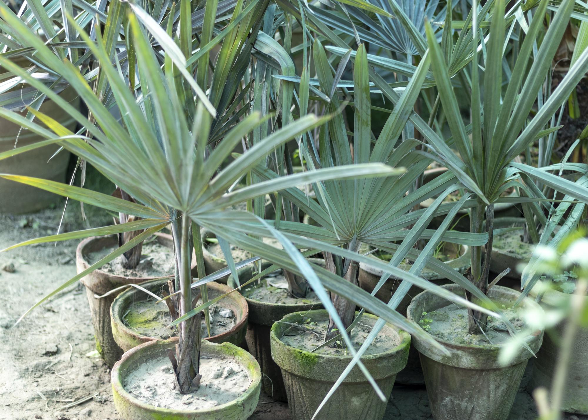Faut-il fertiliser un yucca extérieur ?