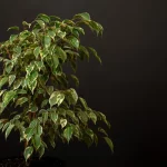 ficus ginseng bonsai leaves falling
