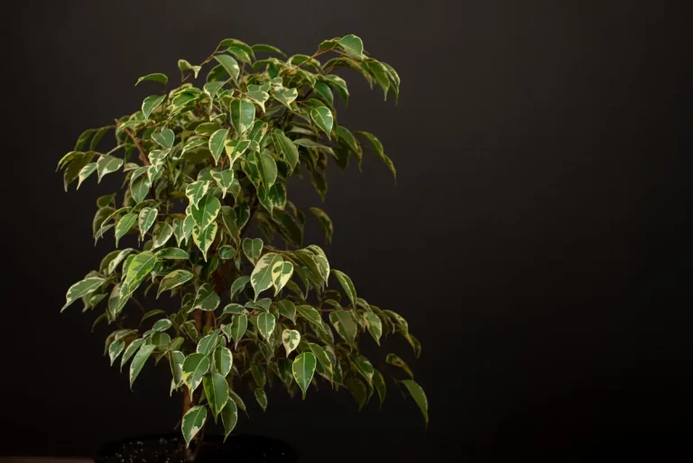 ficus ginseng bonsai leaves falling