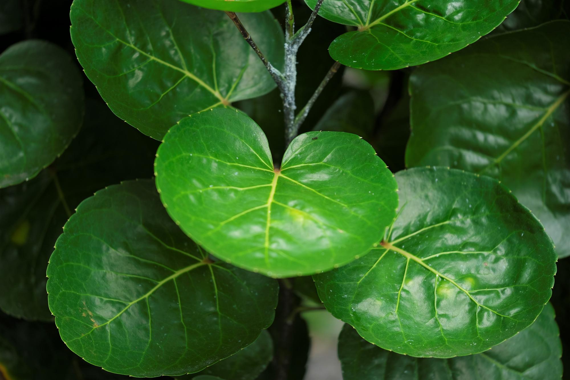 Pourquoi ton ficus ginseng perd ses feuilles ? (les 5 causes vraiment fréquentes)