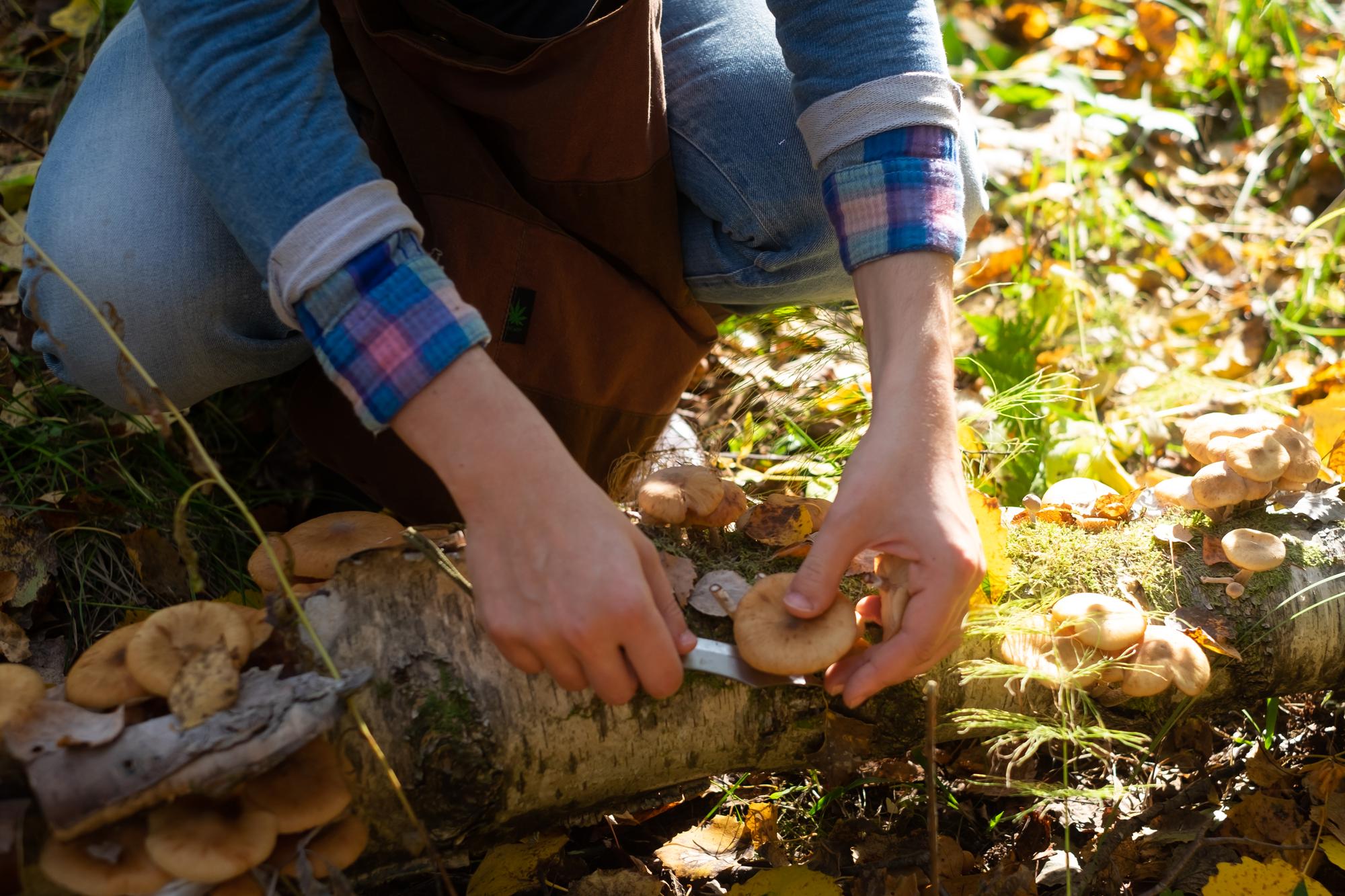 Champignons et jardinier du dimanche : comment concilier forêt et potager ?