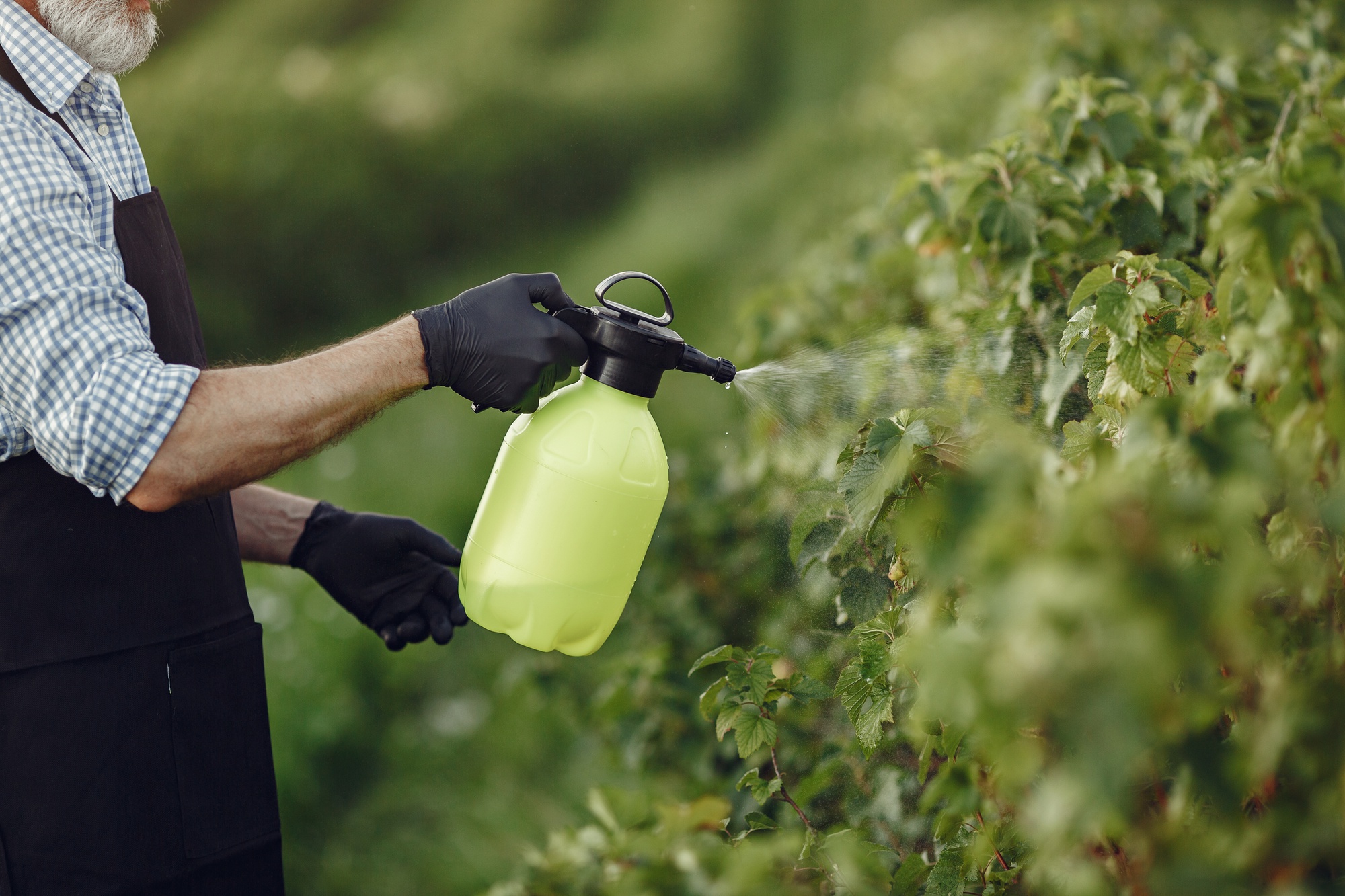 Comment faire fuir les frelons asiatiques autour du jardin ?