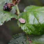 groseillier malade, feuilles taches, jardin