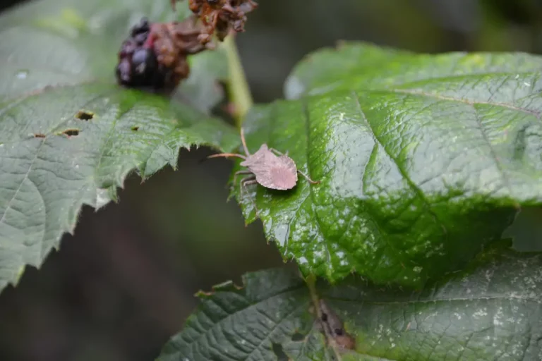 groseillier malade, feuilles taches, jardin