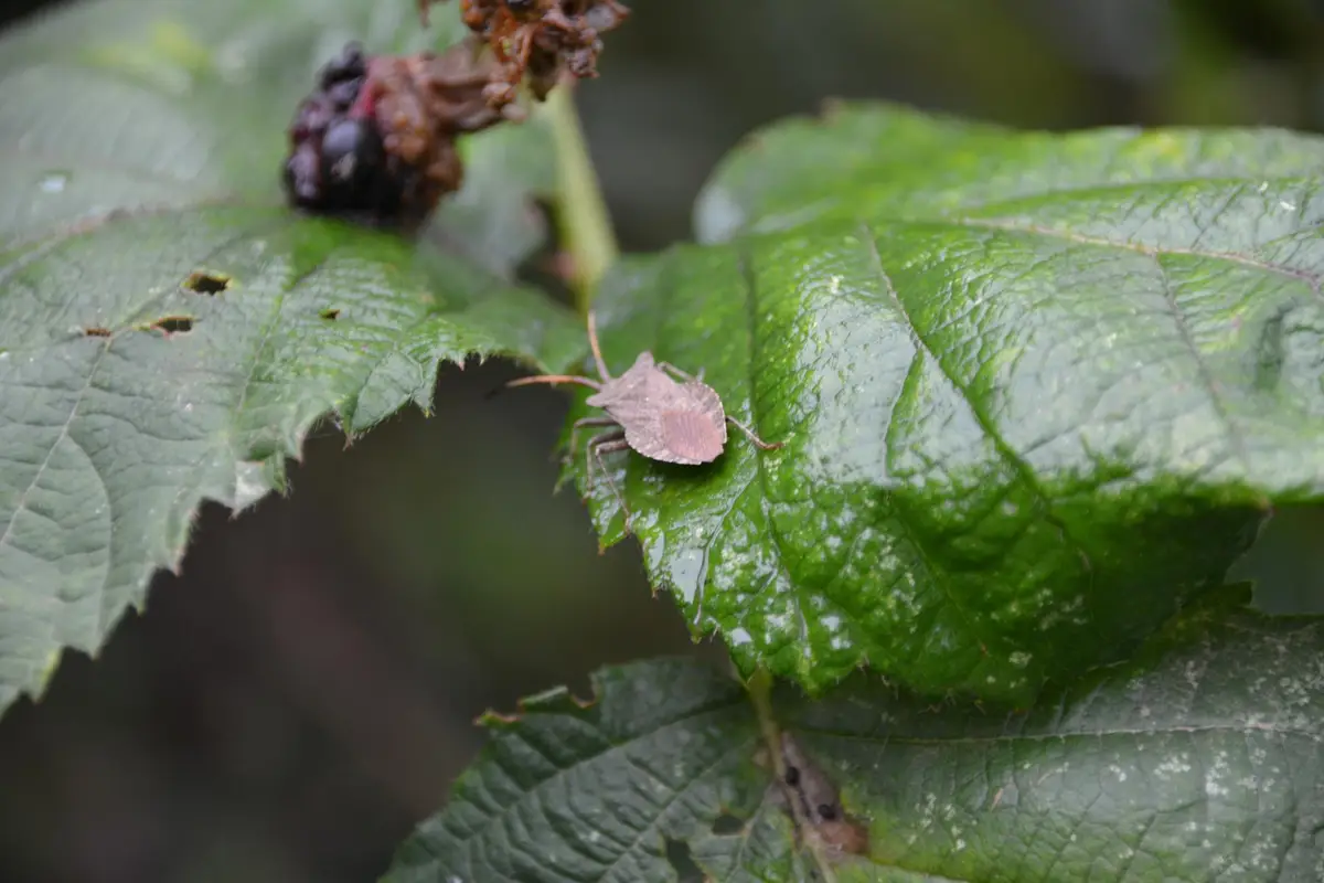groseillier malade, feuilles taches, jardin