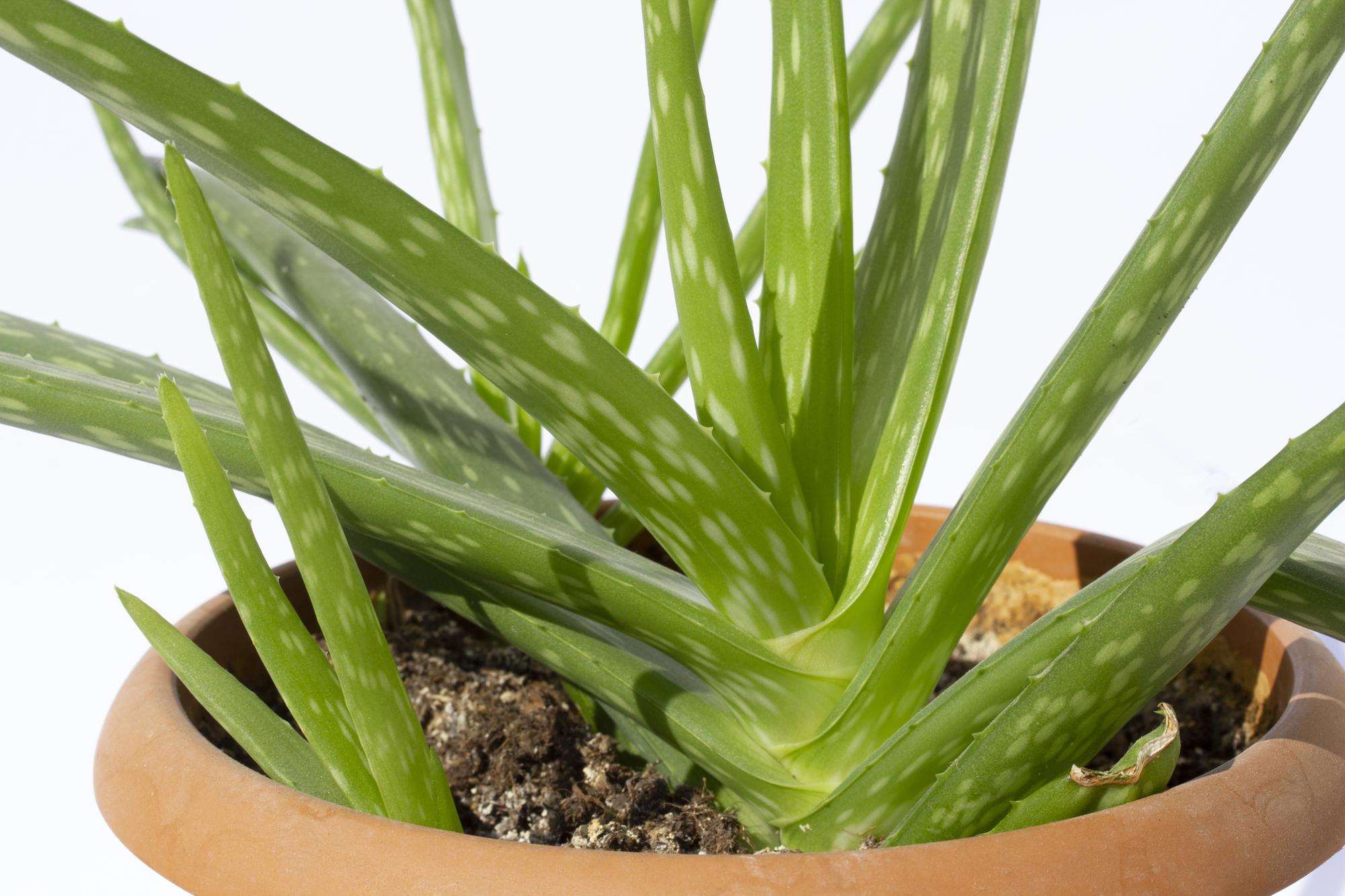 Comment reconnaître un aloe vera malade ?