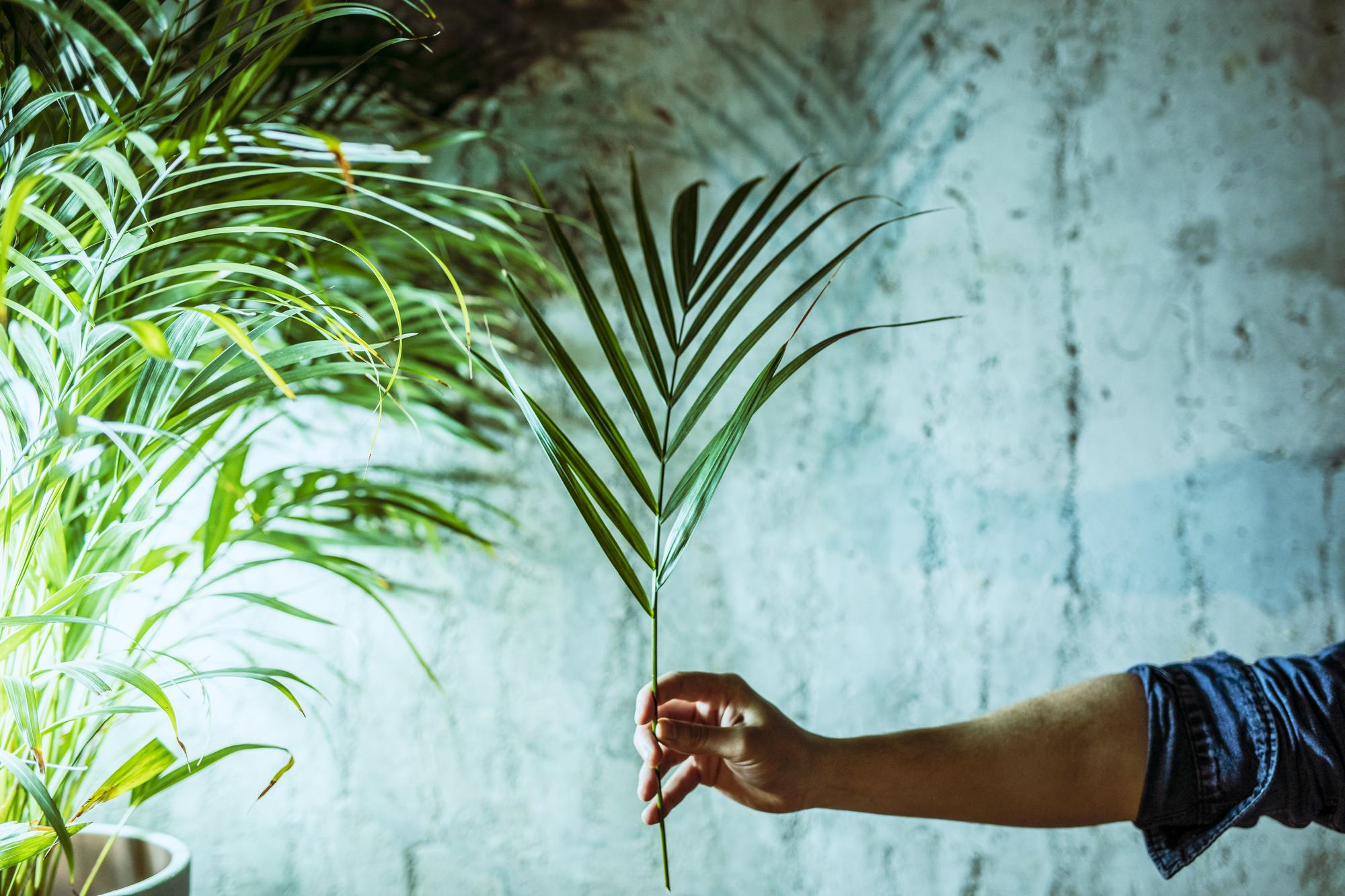 Où placer ton Dypsis lutescens pour qu’il se plaise vraiment ?
