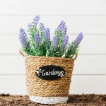 lavender cuttings pot