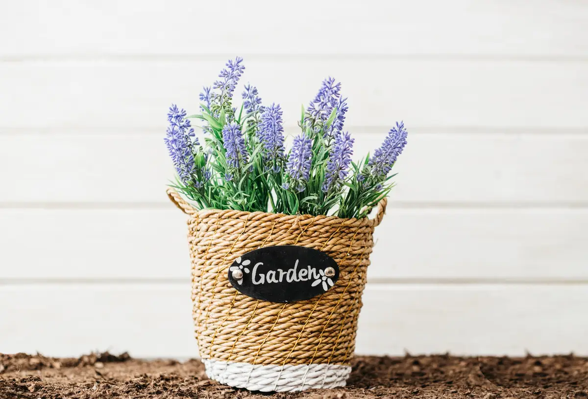 lavender cuttings pot