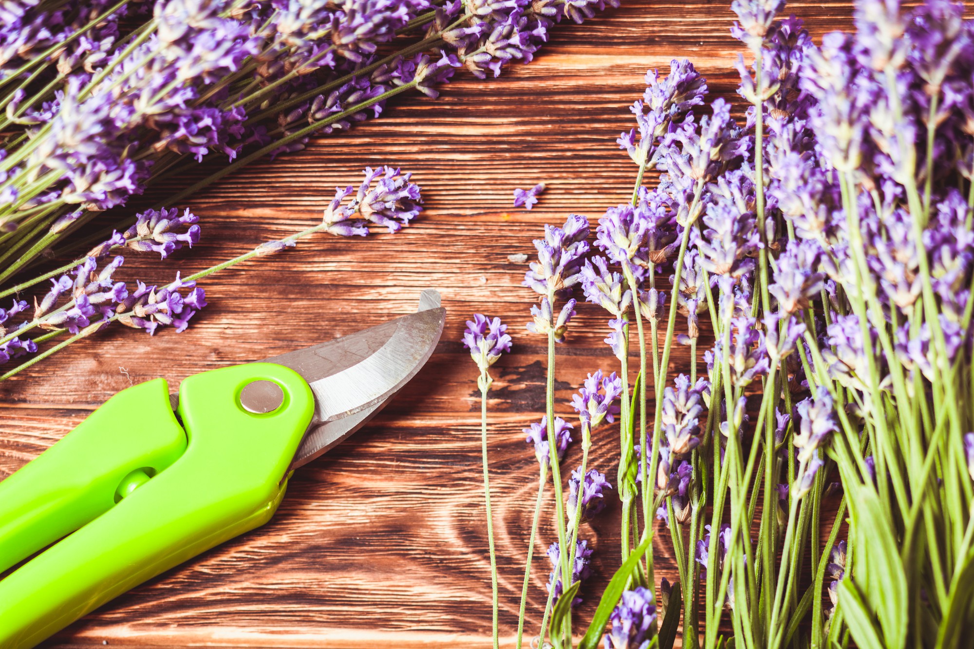 Quand faire des boutures de lavande ?