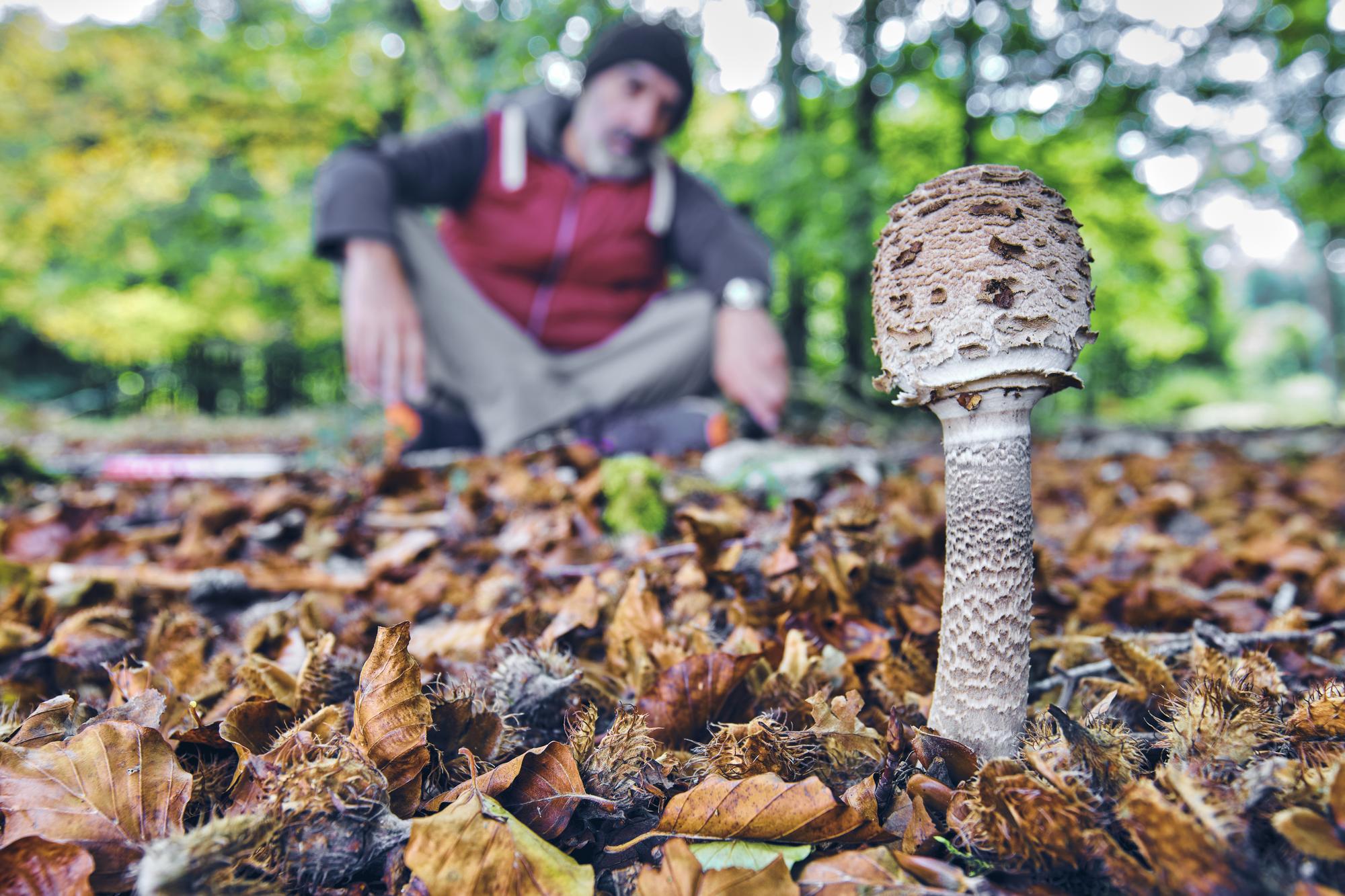 Comment reconnaître un cèpe de pins en forêt ?