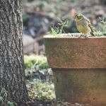 nichoir mesanges jardin