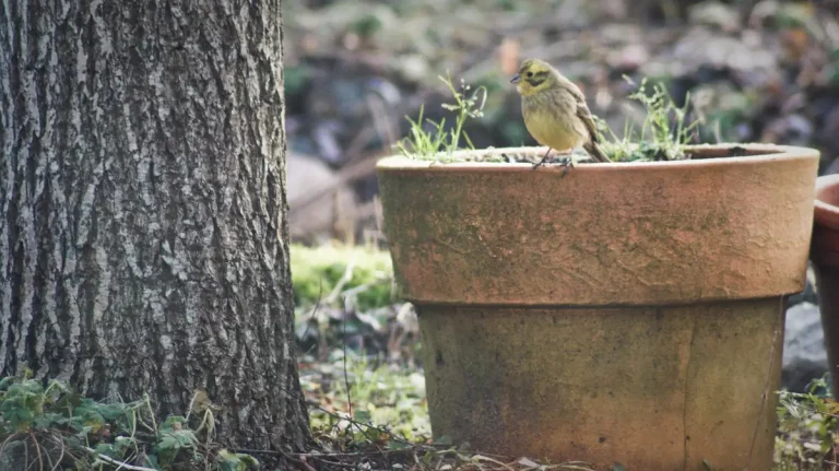 nichoir mesanges jardin