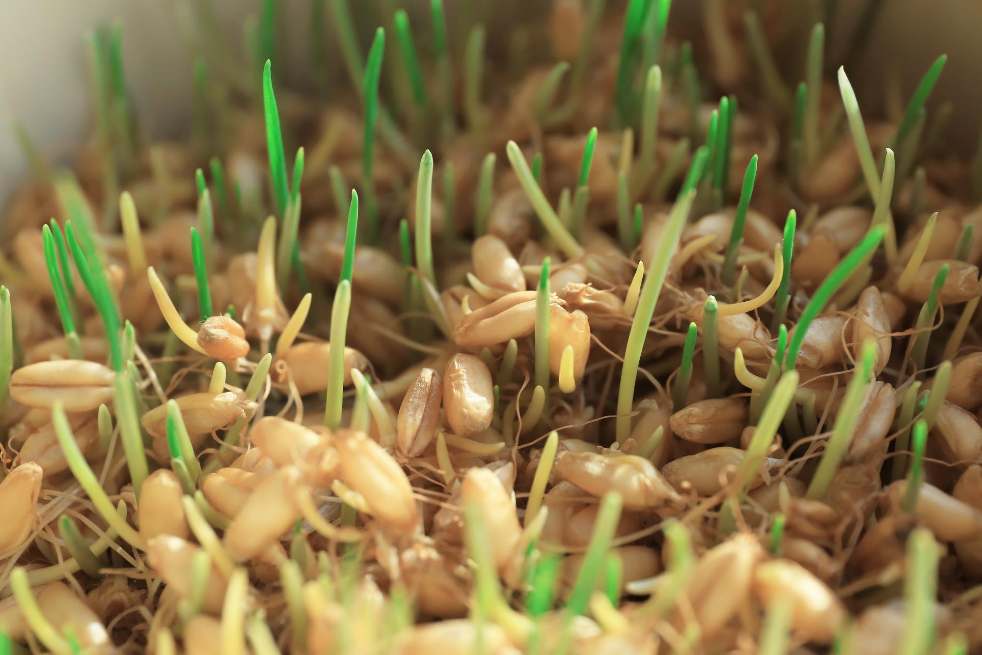 Grains d’avoine ou de blé : la méthode des anciens