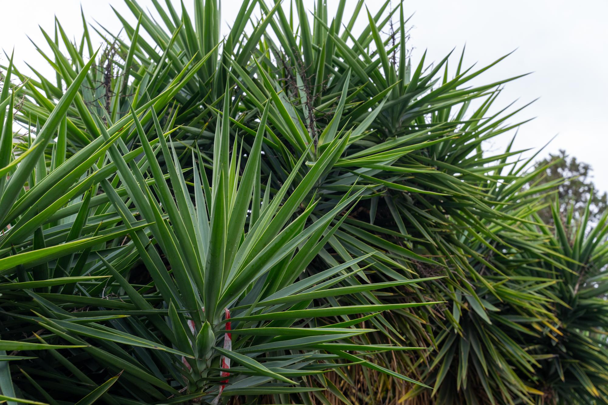 Quel yucca choisir pour l’extérieur ?