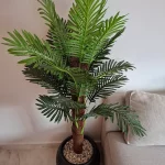 palmier areca interieur