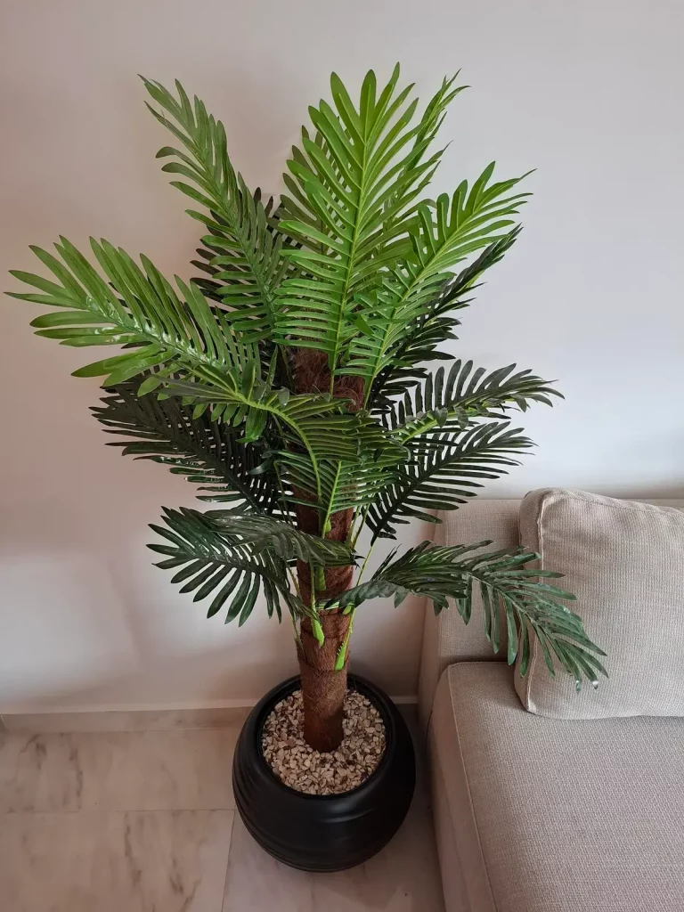 palmier areca interieur