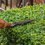 photinia hedge pruning