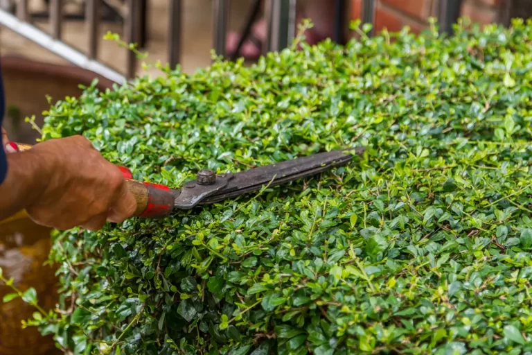 photinia hedge pruning