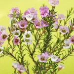 pied de thym en fleurs