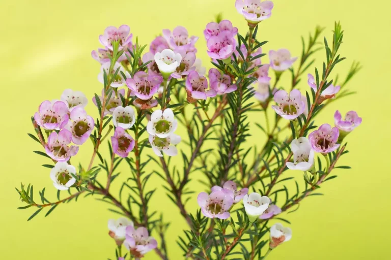 pied de thym en fleurs