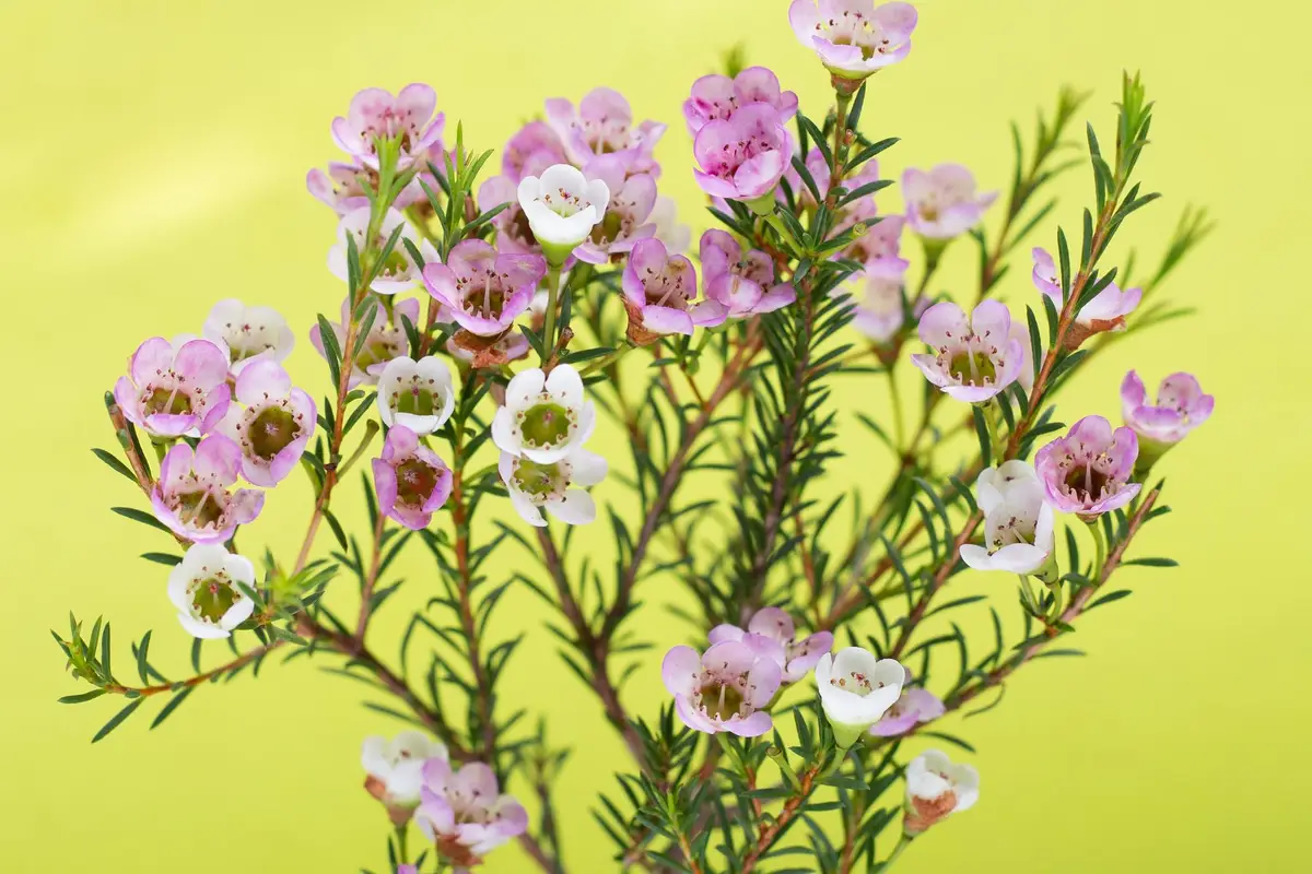 pied de thym en fleurs