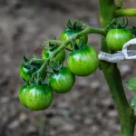 pied de tomate taille gourmands