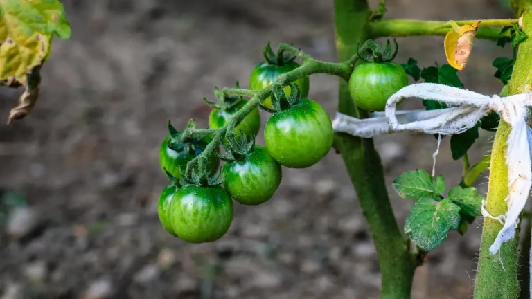 pied de tomate taille gourmands