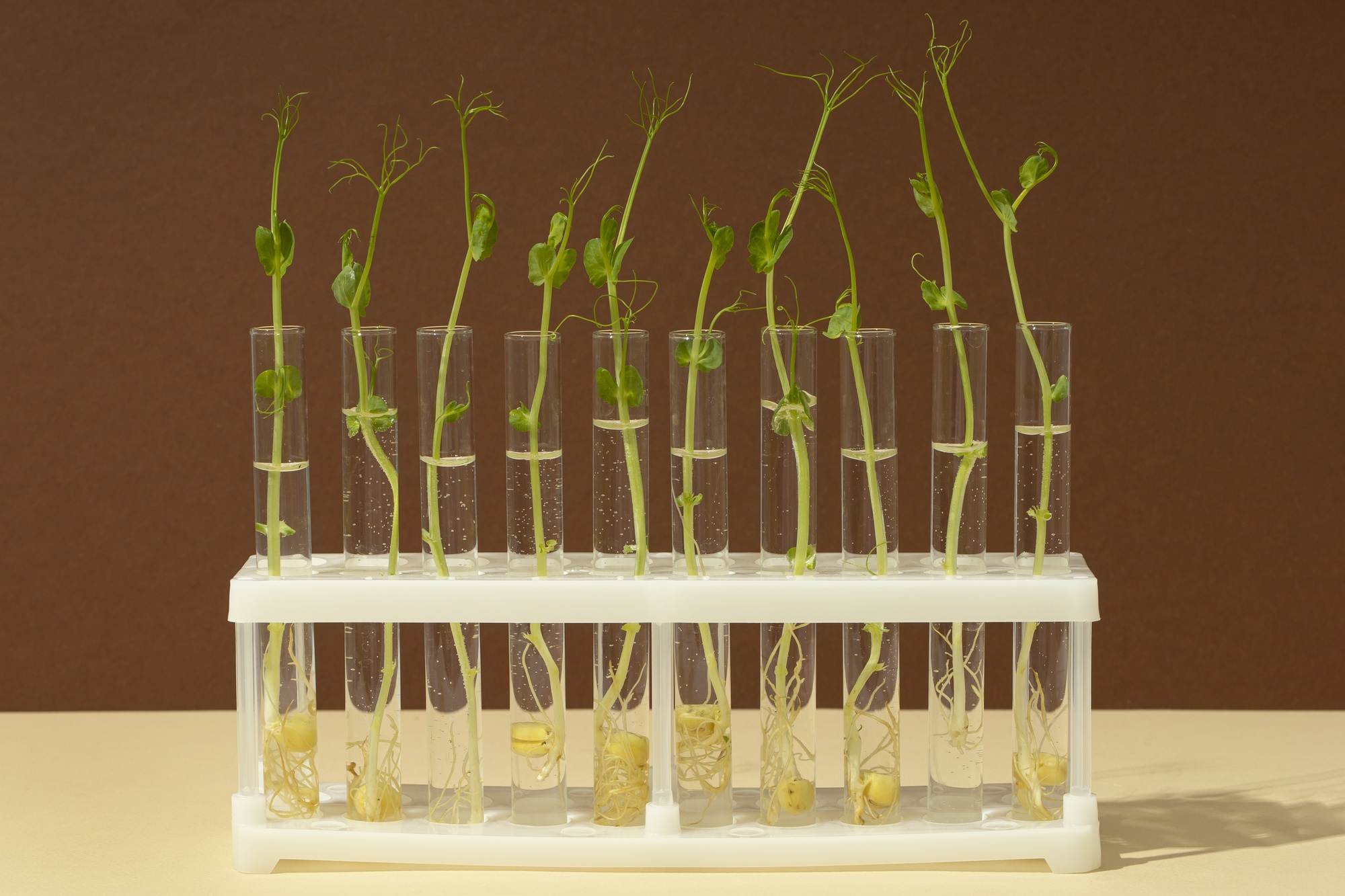 Comment fonctionne une hormone de bouturage maison ?