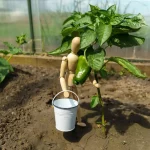 plantation poivron potager