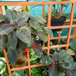 plante carnivore balcon