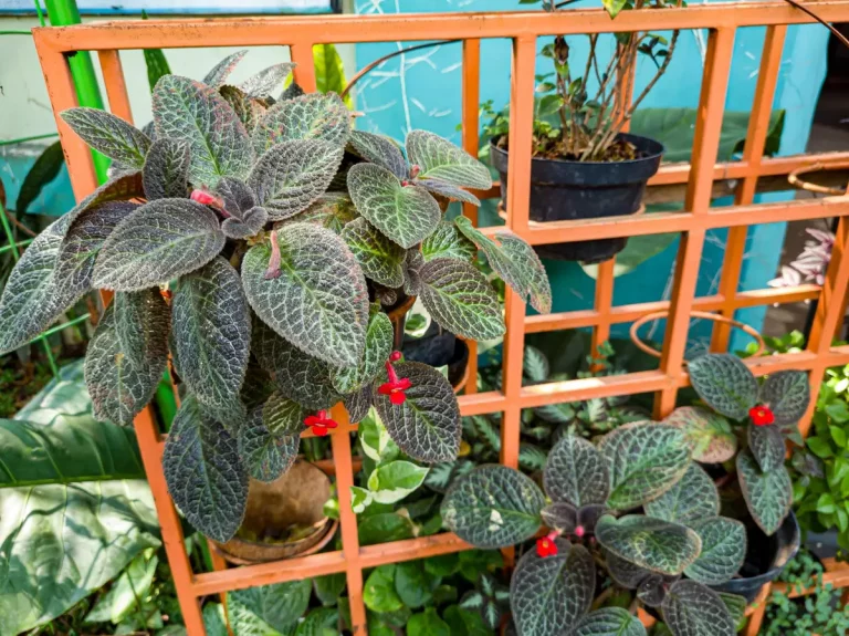 plante carnivore balcon